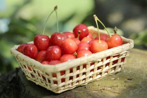 山形の日本一_さくらんぼ