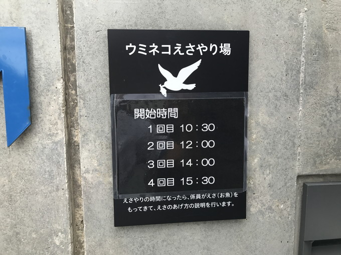 加茂水族館_ウミネコノ餌付け3