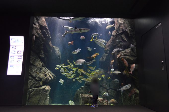 加茂水族館-淡水魚水槽