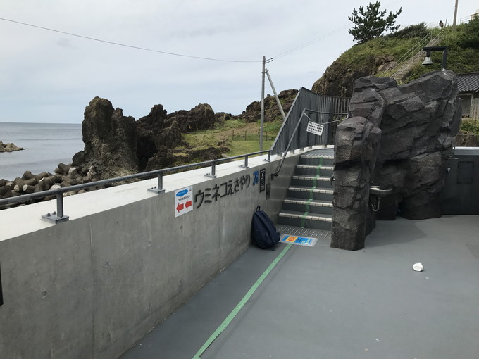 加茂水族館_ウミネコノ餌付け2