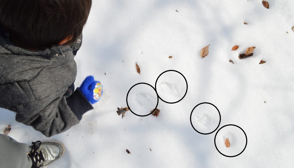 悠丘の丘でうさぎの足跡