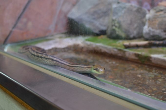 八木山動物園-は虫類館1