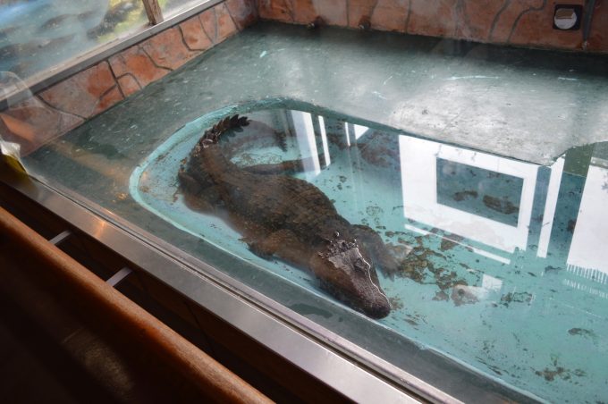 八木山動物園-は虫類館2