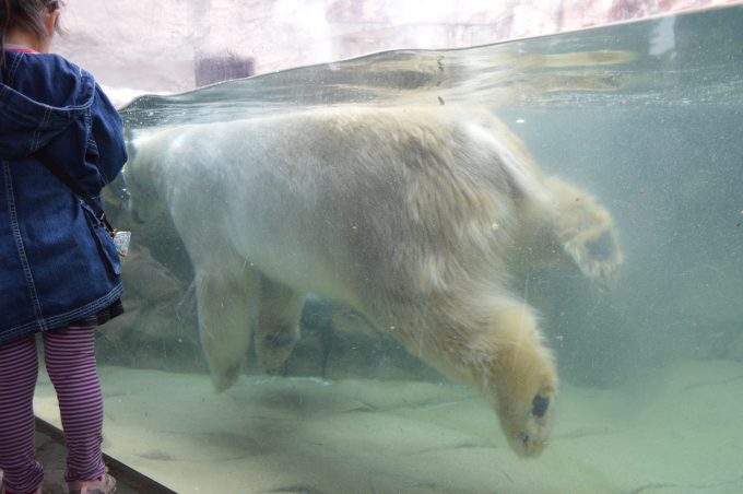 八木山動物園-白くま2