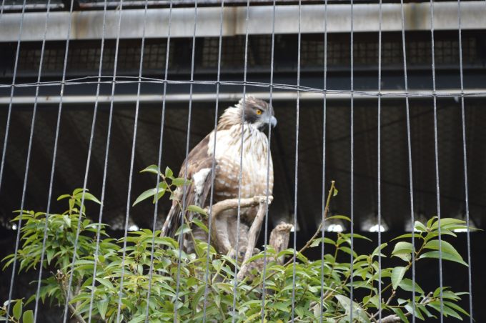 八木山動物園-猛禽類2