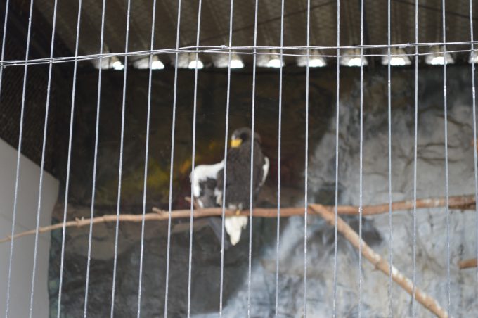 八木山動物園-猛禽類1