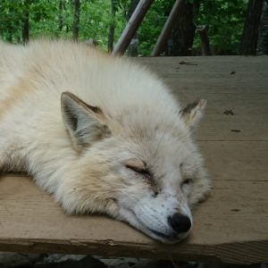 0f8a690c7a81ab1500d97c5210c426