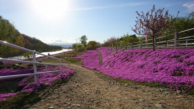 立谷川芝ざくら_2