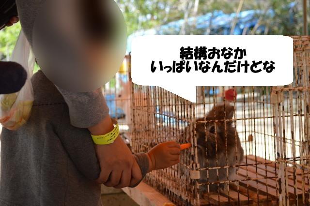 リナワールドのふれあい動物広場_うさぎにえさやり1