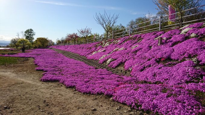 立谷川芝ざくら_3