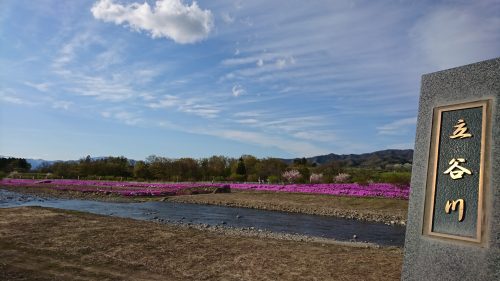 立谷川芝ざくら_全景