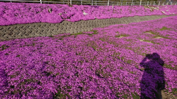 立谷川芝ざくら_ピンクの絨毯