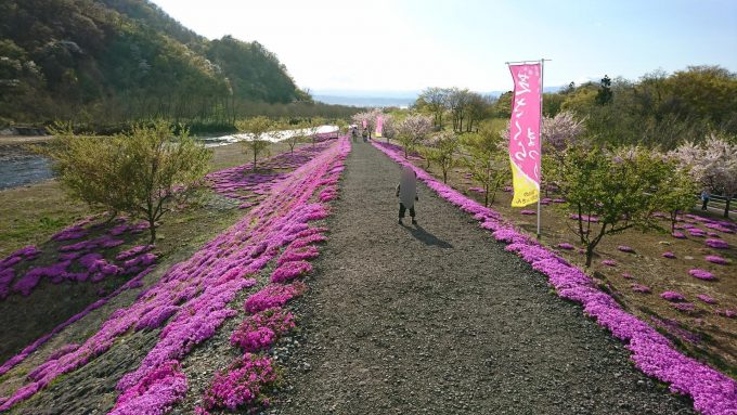 立谷川芝ざくら_サイクリングロード