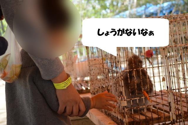 リナワールドのふれあい動物広場_うさぎにえさやり2