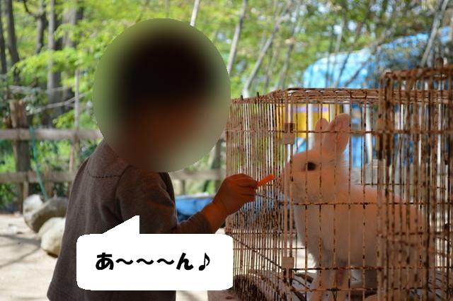 リナワールドのふれあい動物広場_うさぎにえさやり3