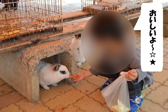 リナワールドのふれあい動物広場_うさぎにえさやり4