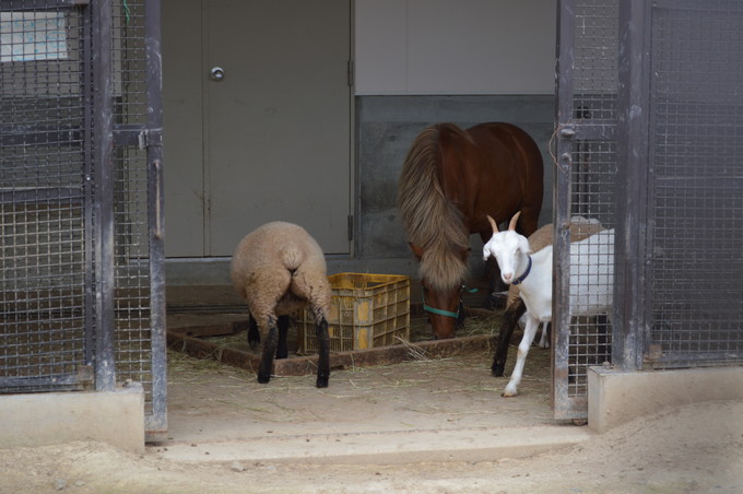 河北児童動物園_馬