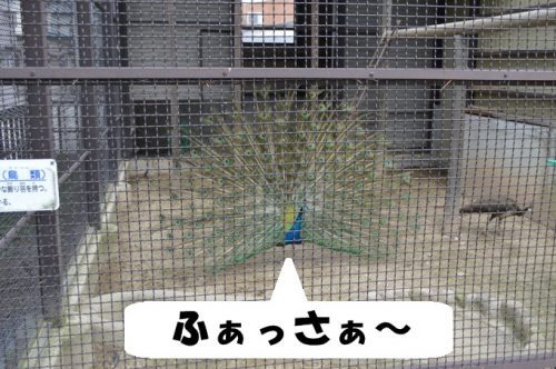 河北児童動物園_くじゃく