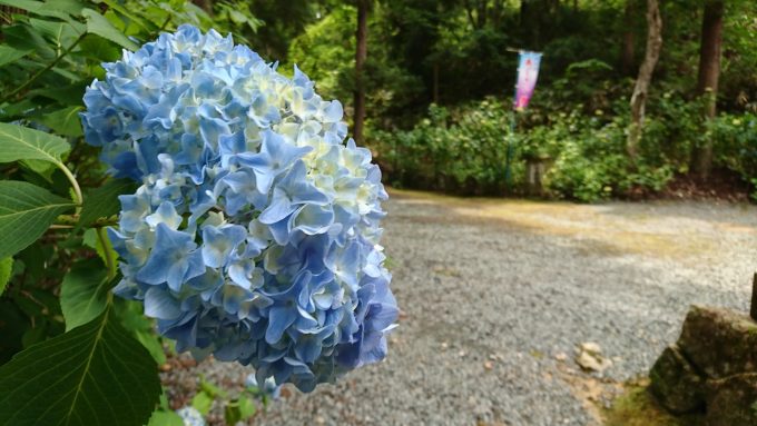 あじさい祭り_10