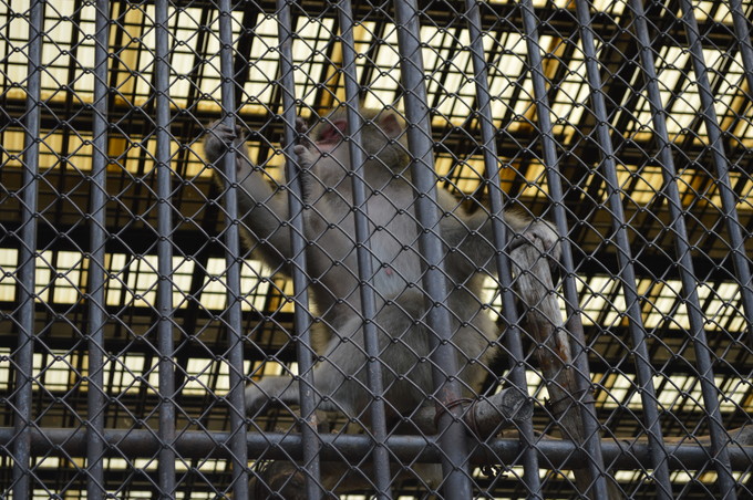 河北児童動物園_さる