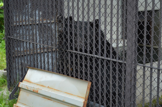 河北児童動物園_くま