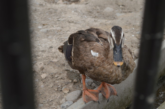 河北児童動物園_14