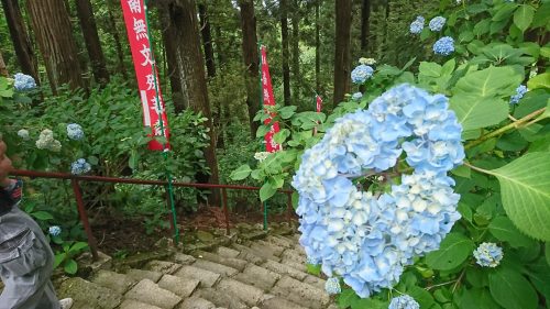 あじさい祭り_12