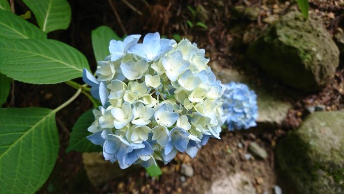 あじさい祭り_9