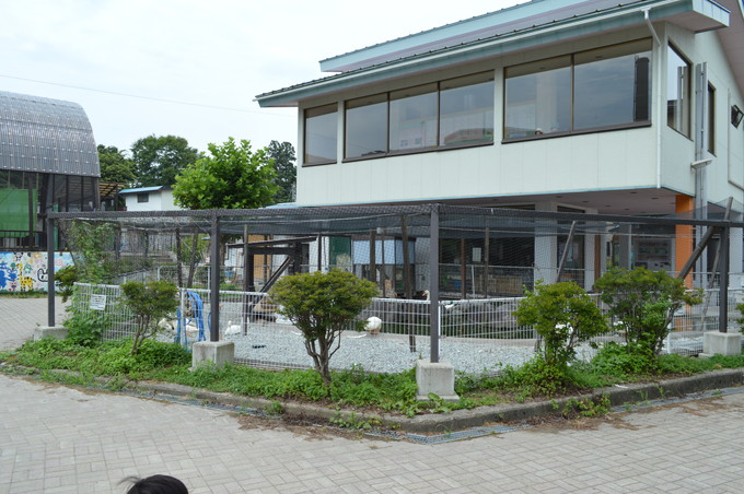 河北児童動物園_ハクチョウ