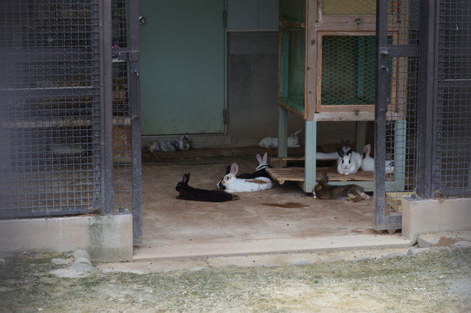 河北児童動物園_うさぎ