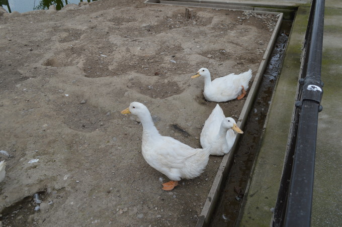 河北児童動物園_15