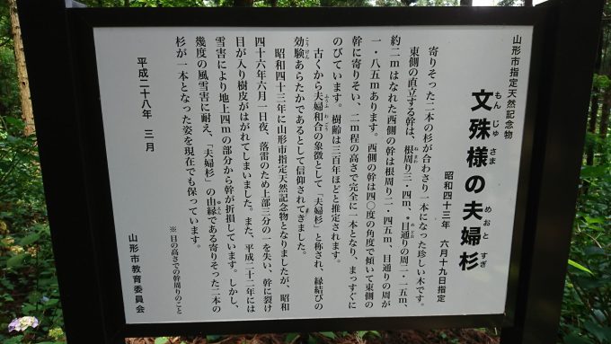 あじさい祭り_4