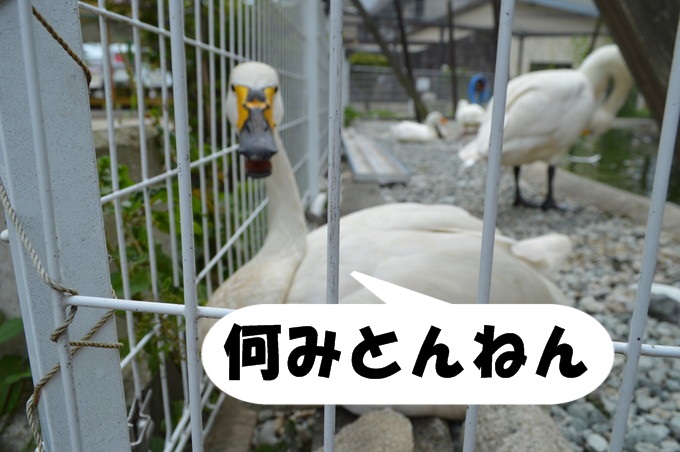 河北児童動物園_3