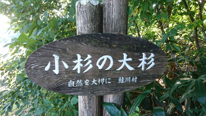 トトロの木_案内板