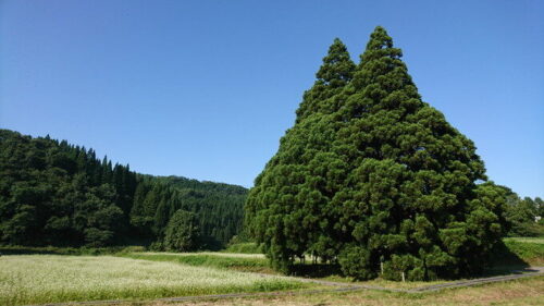 トトロの木
