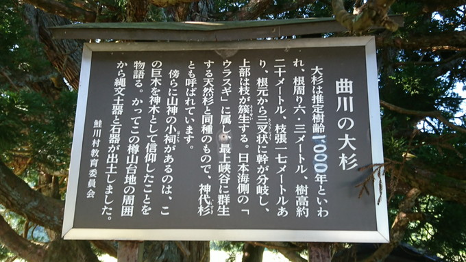 トトロの木_説明