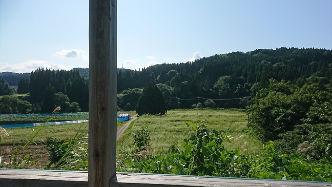 トトロの木_展望台