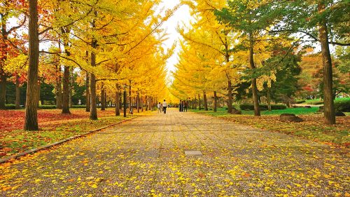 県総合運動公園のいちょう並木の全景1