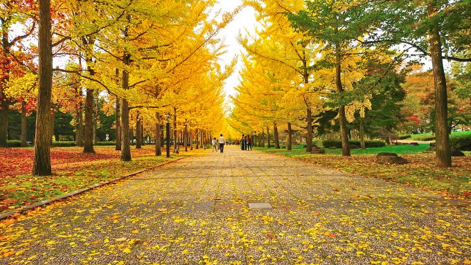 県総合運動公園のいちょう並木の全景1