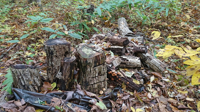 蔵王の鴫の谷地沼の紅葉_きのこ発見