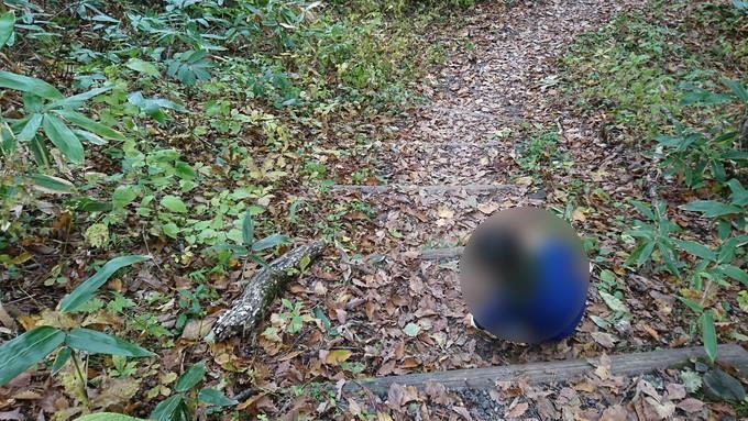 蔵王の鴫の谷地沼の紅葉_どんぐり拾い3