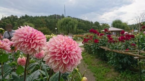 川西ダイヤ園_ダリヤ3