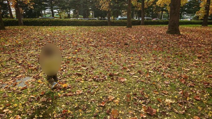 県総合運動公園のいちょう並木の周辺を散策