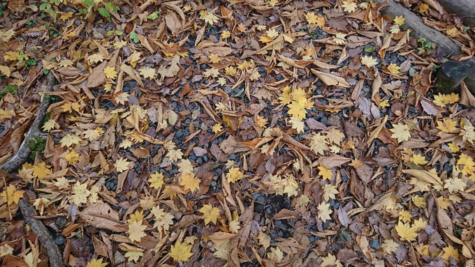 蔵王の鴫の谷地沼の紅葉_もみじ