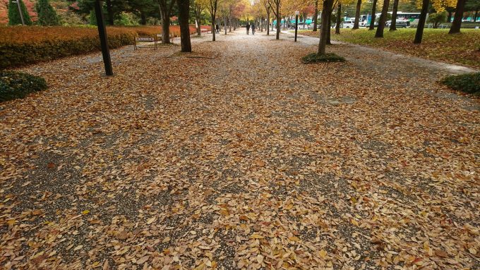 県総合運動公園のいちょう並木までの道のり2