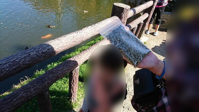 上杉神社（松が岬公園）で鯉のえさやり2