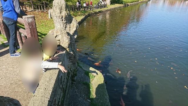 上杉神社（松が岬公園）で鯉のえさやり