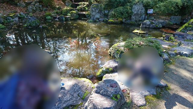 上杉神社（松が岬公園）の本堂近くの池