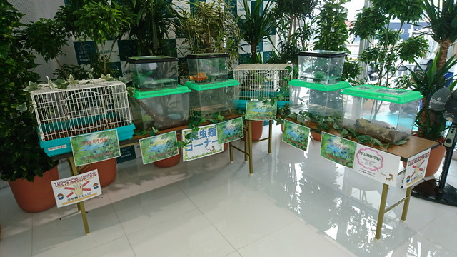 トヨペットのサンサンフェスティバルは虫類コーナー1