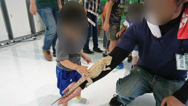 トヨペットのサンサンフェスティバルは虫類コーナーでトカゲを触る息子